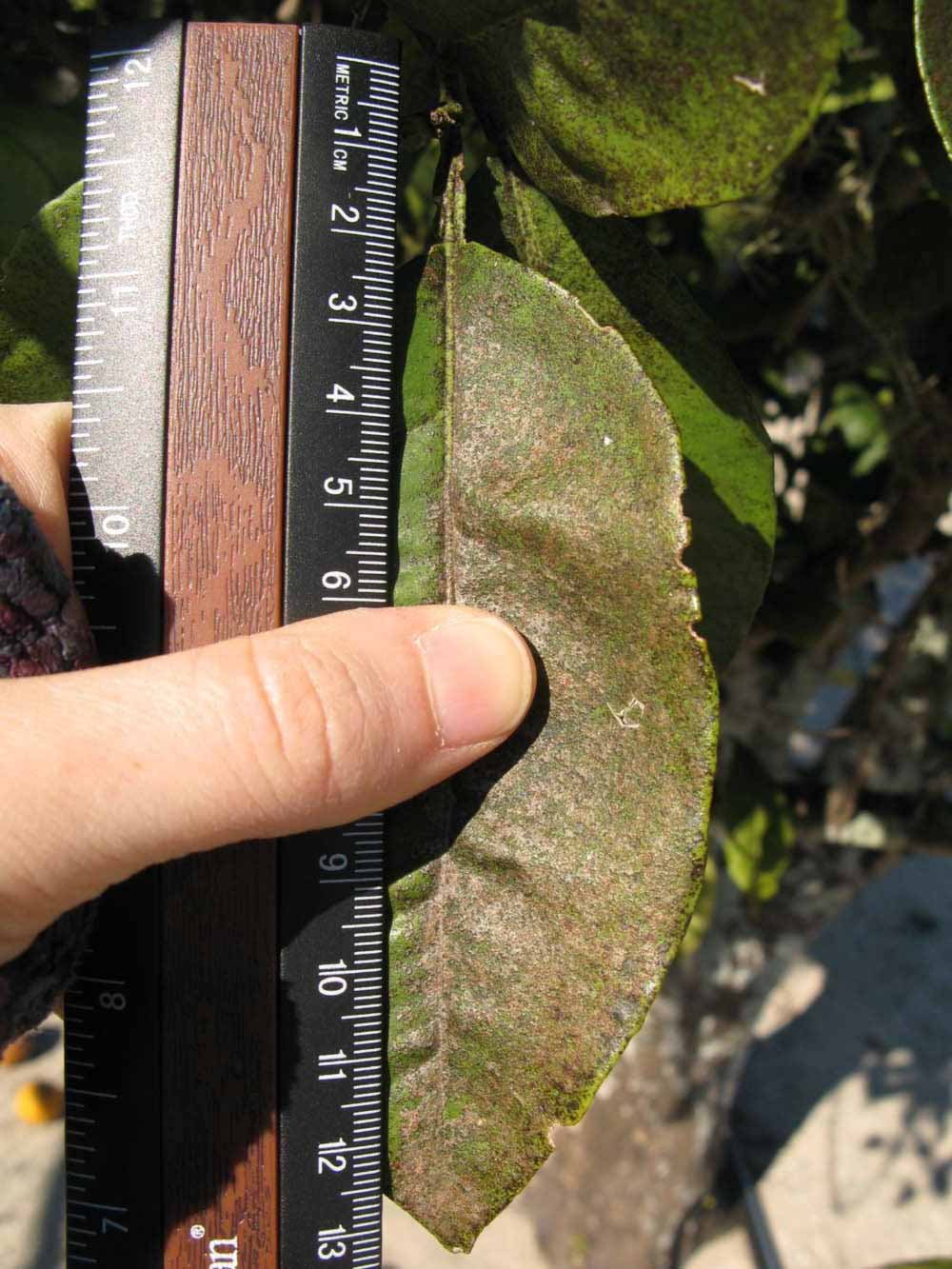              Unifoliolate leaf (Winter Haven, FL)       